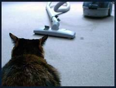 Cat and vacuum cleaner